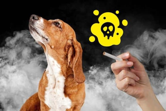 Ein Hund dreht sich angeekelet von einer Zigarette in einer Hand weg, im Hintergrund symbolisiert Qualm das Passivrauchen.