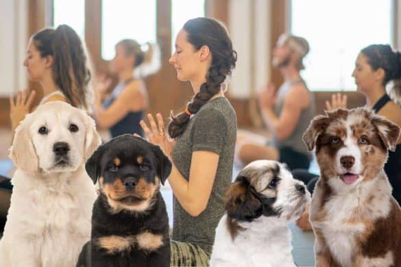 Im Hintergund ist ein Yoga Studio voller Frauen zu sehen, im Vorderrgund vier hundewelpen - zusammen ergibt dies Puppy Yoga.