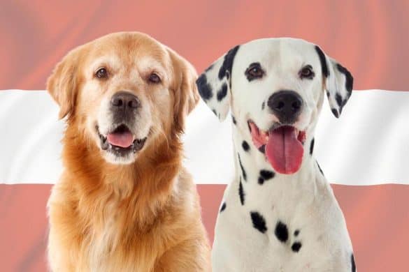 Zwei Hunde vor der Österreich-Flagge im Hintergrund repräsentieren das neue Tierschutzgesetz 2024.