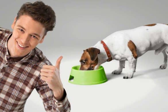 Eine Person mit erhobenem Daumen (implizit ein Tierernährungsberater) steht vor einem Hund, der aus einem grünen Napf frisst.