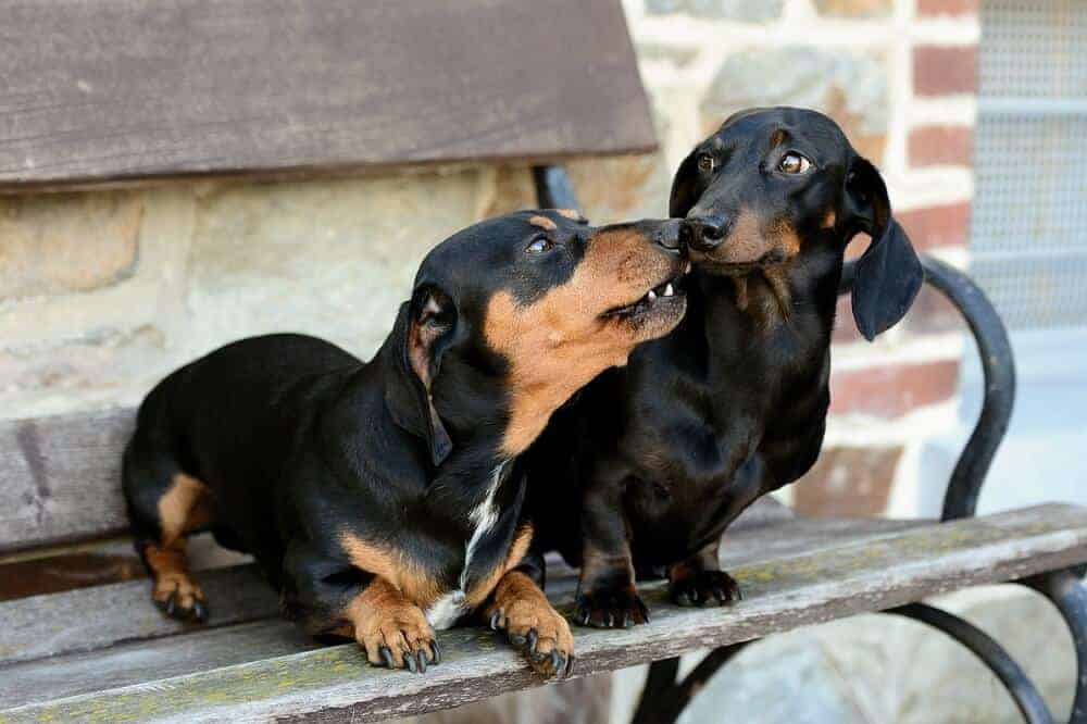 10 beliebtesten jagdhunde jagdhunderasse jagd hund dackel dachshund