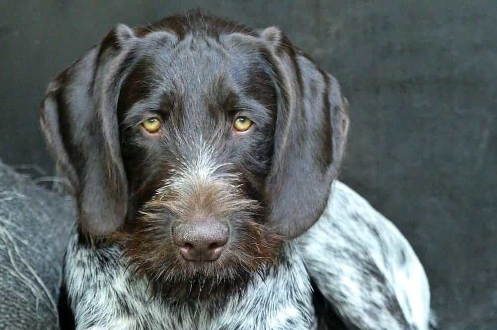 10 beliebtesten jagdhunde jagdhunderasse jagd hund deutsch drahthaar