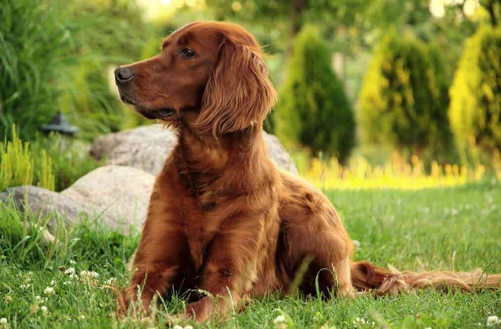 10 beliebtesten jagdhunde jagdhunderasse jagd hund irish red setter