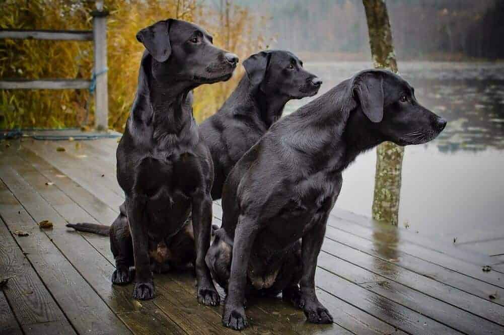 Drei schwarze Labradore sehen auf einen verregneten See hinaus.