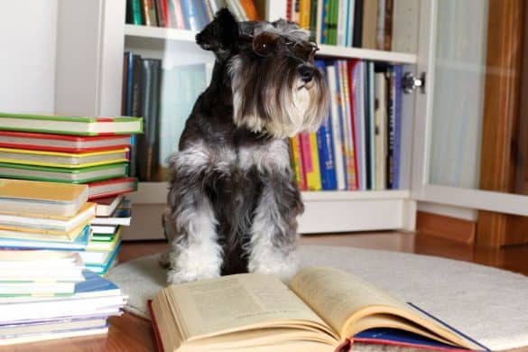 Ein Schnauzer (Hund) sitzt inmitten von Büchern und hat eine Lesebrille auf. /Foto: Nata Snow (Canva)