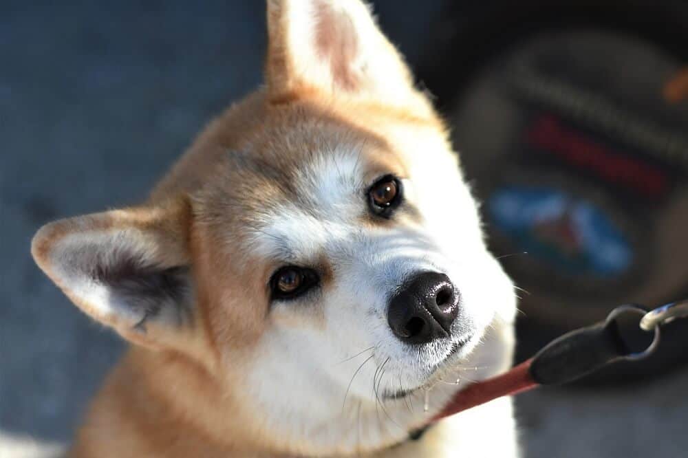 Als Hunde vom Urtyp haben Akitas die charakteristischen Stehohren. / Foto: pixabay.