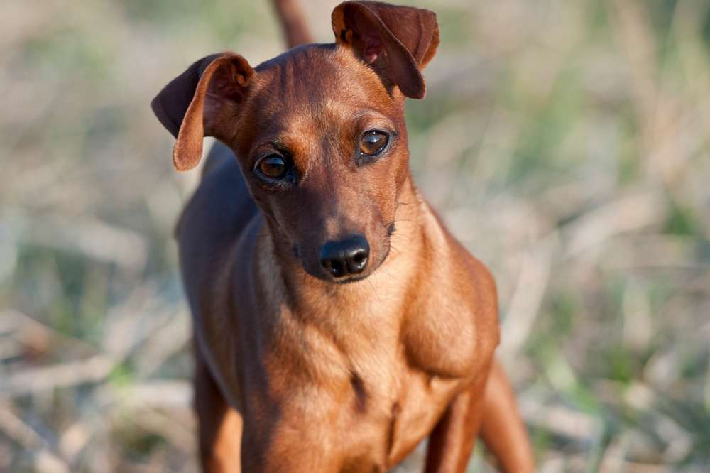 Ein brauner Deutscher Pinscher schaut in die Kamera.