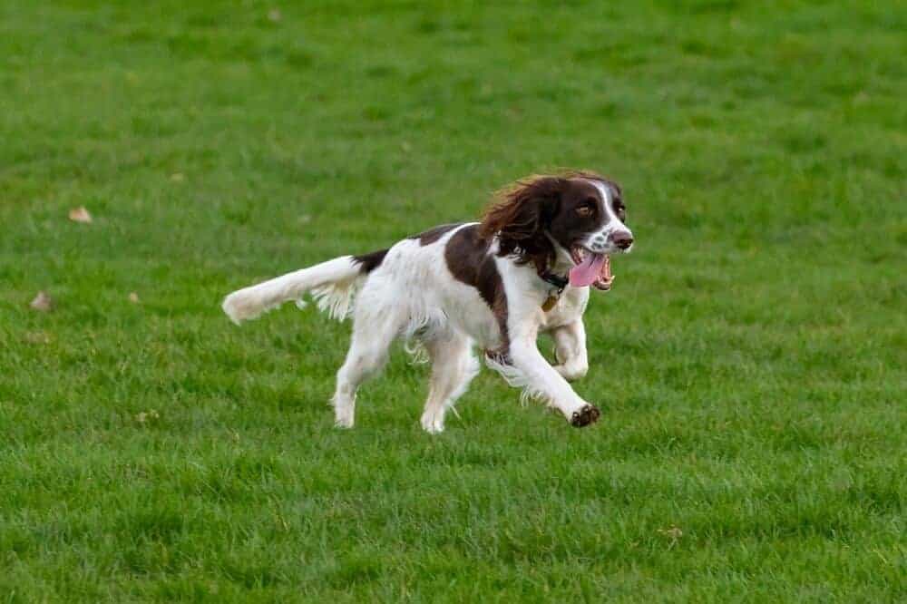 Ein English Springer Spaniel läuft mit fliegenden Ohren über Gras.