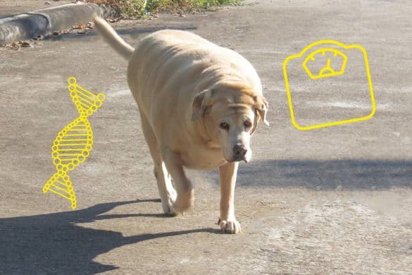 Ein sehr übergewichtiger Labrador geht über eine Straße, ein Icon einer Doppelhelic und einer Waage symbolisieren das POMC-Gen.