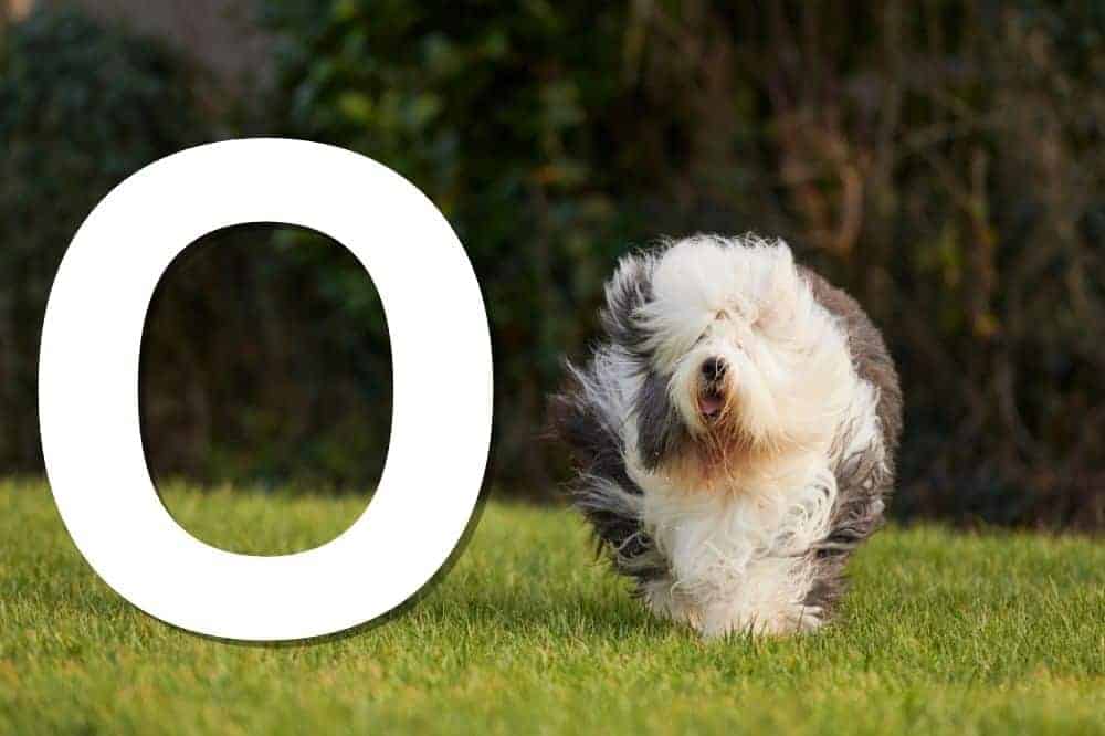 FCI anerkannte Hunderassen mit dem Anfangsbuchstaben O – am Bild: der Old English Sheepdog (Bobtail) / Foto: Canva (Kurt Pas).