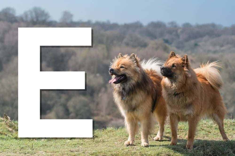 Alle von der FCI anerkannten Hunderassen mit dem Anfangsbuchstaben E – am Bild: der Eurasier. / Foto: Canva (Karen Appleby).