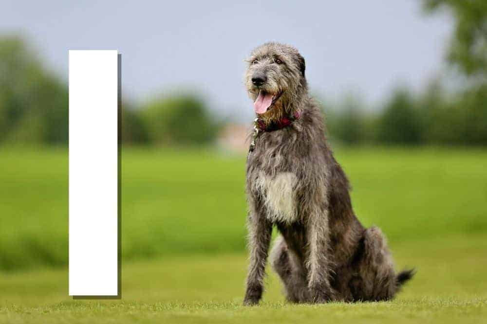 Alle von der FCI anerkannten Hunderassen mit dem Anfangsbuchstaben I – am Bild: der Irische Wolfhund. / Foto: Canva (Bigandt Photography).