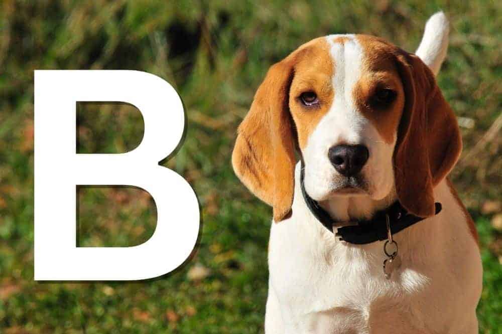 Alle von der FCI anerkannten Hunderassen mit dem Anfangsbuchstaben B – am Bild: der Beagle. / Foto: Canva (Somo Photography).