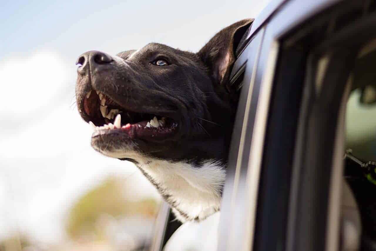Auch, wenn man in einem anderen Bundesland nur auf Urlaub ist, gelten die dortigen Bestimmungen zur Hundehaltung. Am besten informiert man sich im Voraus, ob die geliebte Fellnase im Urlaubsort als Listenhund geführt ist. / Symbolfoto: pixabay. Auch, wenn man in einem anderen Bundesland nur auf Urlaub ist, gelten die dortigen Bestimmungen zur Hundehaltung. Am besten informiert man sich im Voraus, ob die geliebte Fellnase im Urlaubsort als Listenhund geführt ist. / Symbolfoto: pixabay.