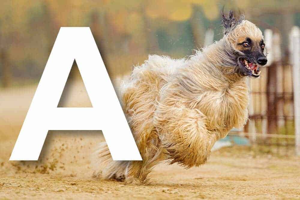 hunderassen-mit-a-alphabetisch-liste-fci-afghanischer-windhund
