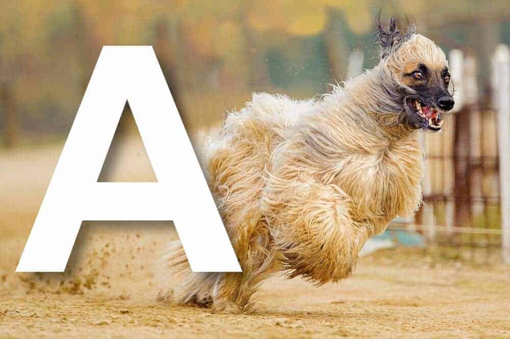 Hunderassen mit dem Anfangsbuchstaben „A“ – hier zu sehen: der Afghanische Windhund / Foto: Pixabay hunderassen-mit-a-alphabetisch-liste-fci-afghanischer-windhund