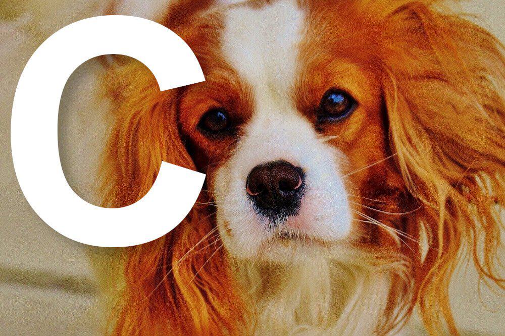 Alle Hunderassen mit dem Anfangsbuchstaben „C“ laut Nomenklatur der FCI – am Bild: der Cavalier King Charles Spaniel / Foto: Pixabay