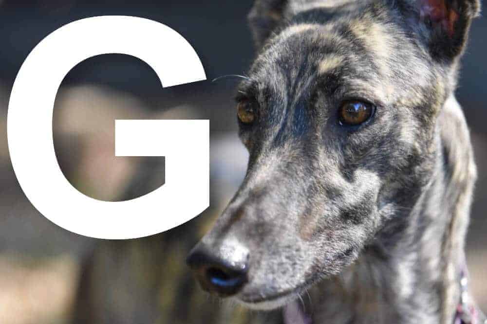 Hunderassen mit dem Anfangsbuchstaben G alphabetisch geordnet – am Bild: der Greyhound / Foto: Pixabay