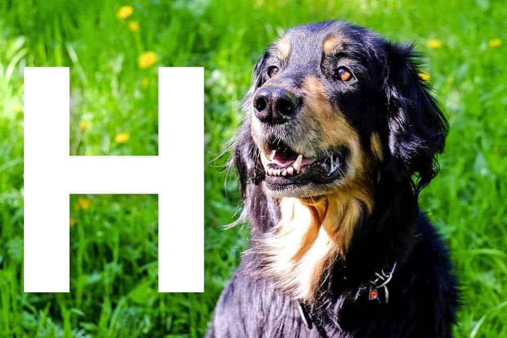 Alle von der FCI anerkannten Hunderassen mit dem Anfangsbuchstaben H – am Bild: der Hovawart / Foto: Pixabay