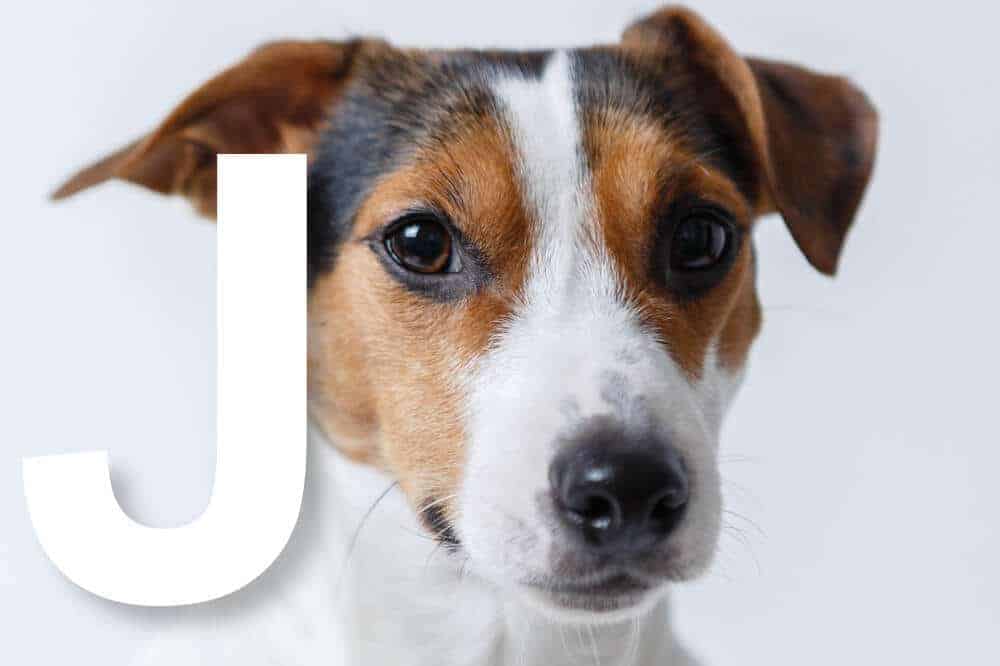 Von der FCI anerkannte Hunderassen mit dem Anfangsbuchstaben J – am Bild: der Jack Russell Terrier / Foto: Pixabay