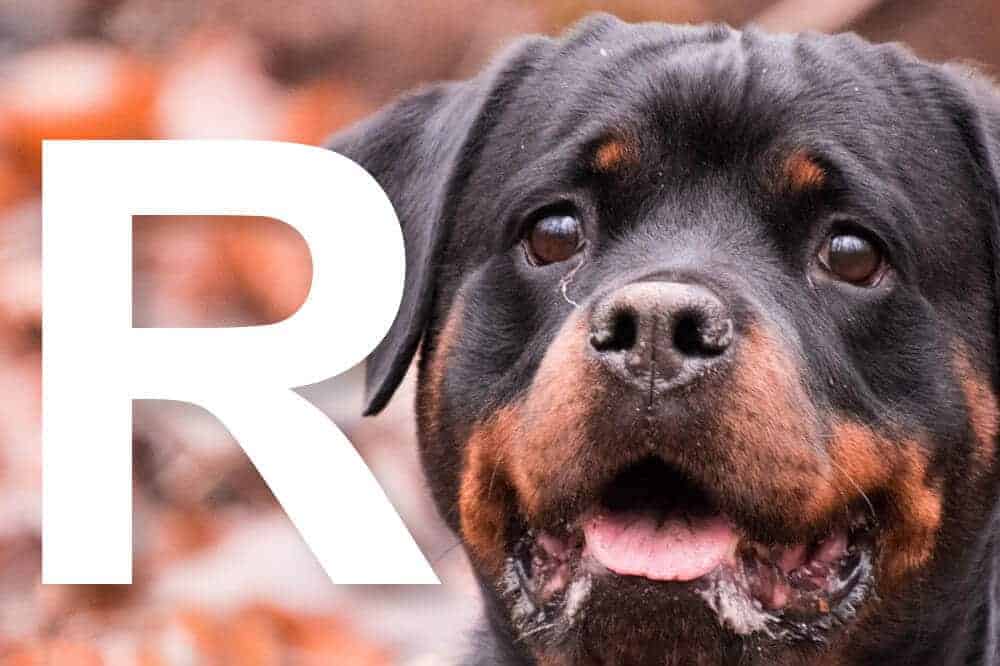 FCI-Hunderassen mit dem Anfangsbuchstaben R alphabetisch geordnet – am Bild: der Rottweiler / Foto: Rottweiler