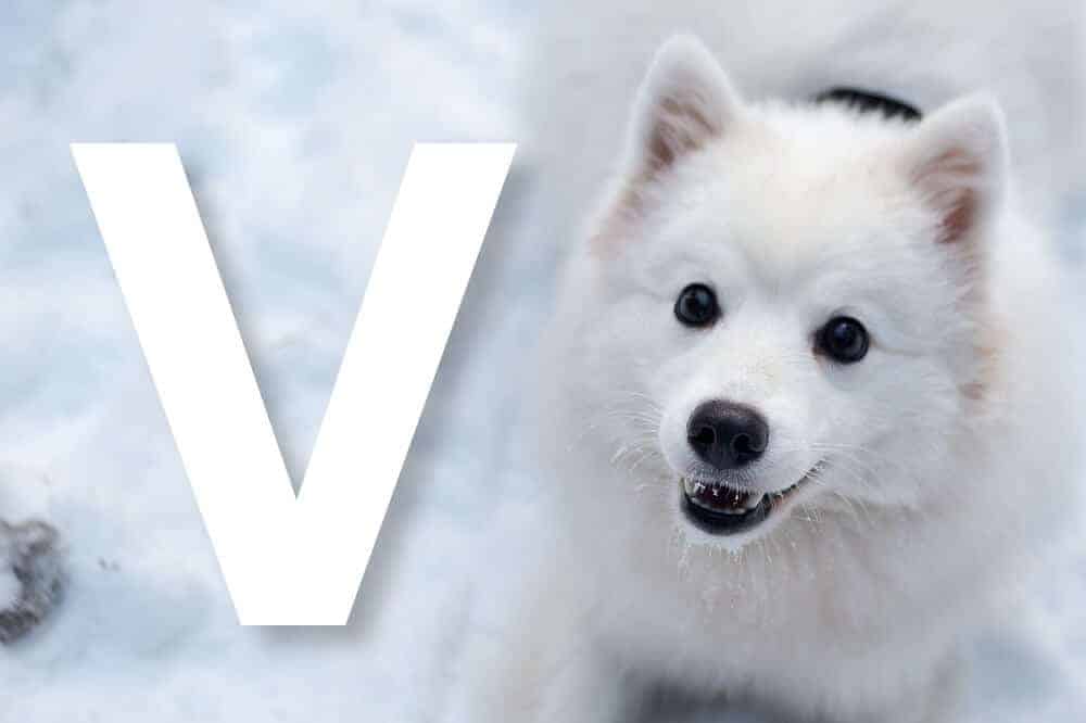 FCI-Hunderassen mit dem Anfangsbuchstaben V – am Bild: der Volpino Italiano / Foto: Pixabay