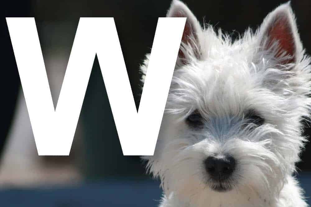 Alle von der FCI anerkannten Hunderassen mit dem Anfangsbuchstaben W – am Bild: der West Highland White Terrier / Foto: Pixabay