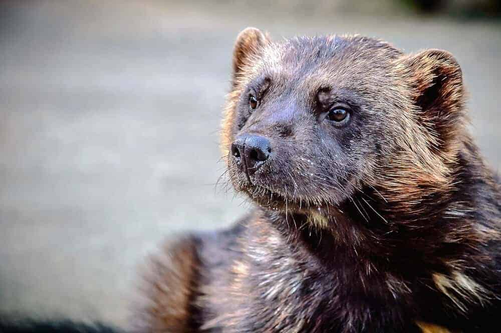 Zur Familie der Marder (Mustelidae) gehören u. a. Nerze, Wiesel, Iltisse, Dachse und Otter. Sie alle sind hundeartige Raubtiere. / Foto: Pixabay