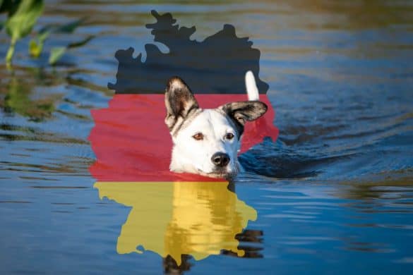 Hundefreundliche Badeplätze in Deutschland / Finde deinen Platz zum Baden mit Hund! / Hund schwimmt im Wasser, darüber transparent die Deutschland-Karte in den Farben der Flagge.