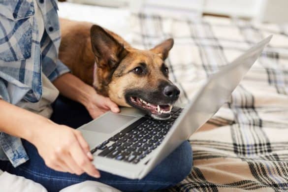 Hund schaut gespannt in einen Laptop. (c)SeventyFour (Canva)