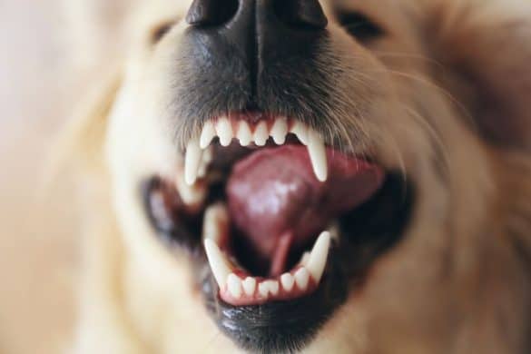 Ein freundlicher Hund zeigt seine weißen Zähne. /Foto: pixelshot (Canva)