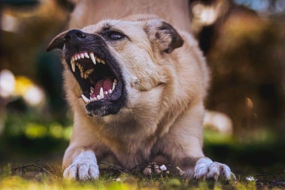 Hund zeigt seine Zähne mit weit aufgerissenem Maul. (c)Alexas_Fotos von pixabay (Canva)