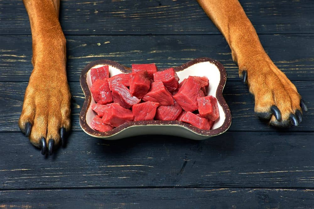 Hundepfoten neben einem mit Fleisch gefüllten Hundenapf in Knochenform. /Foto: Zontica (Canva)
