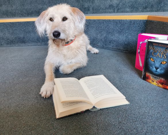 Lesehund in der Schulbibliothek mit einem geöffneten Buch. /Foto: Claudia Rittmann-Pechtl