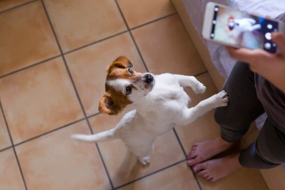 Hund stützt sich mit einem Vorderbein auf seine Besitzerin, die ihn dabei filmt. /Foto: evablancophotos (Canva)