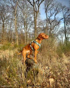 Magyar Vizsla steht im Wald und sucht nach Beute