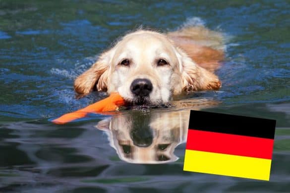 Ein Hund geht baden mit Stöckchen im Wasser, unter ihm ist eine Flagge von Deutschland.