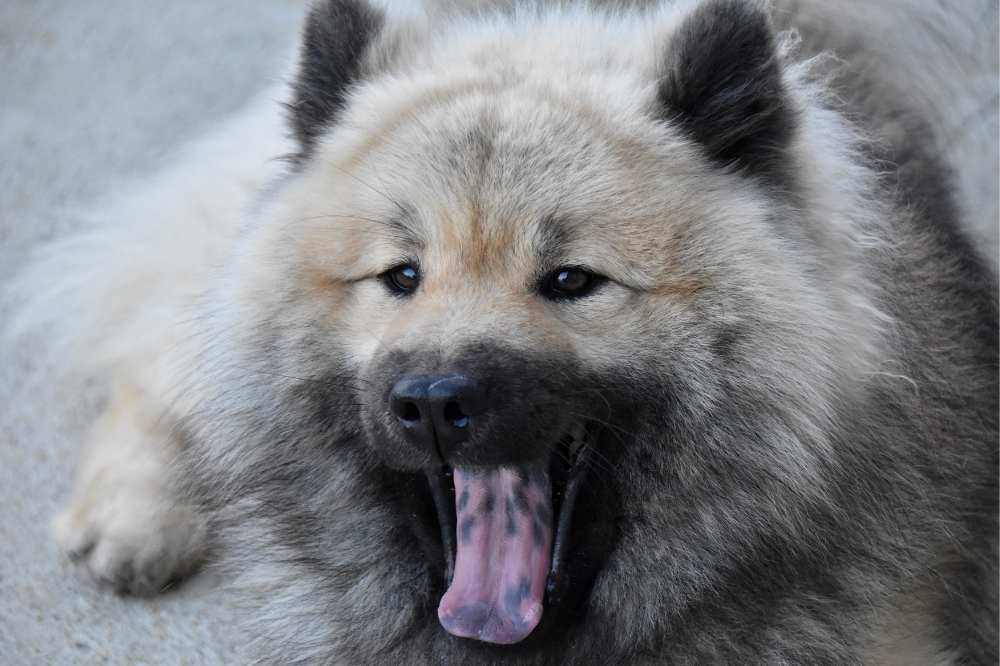 Auch beim Eurasier können ganz blaue Zungen oder blaue Sprenkeln auftreten. / Foto: Jaclou-dl.