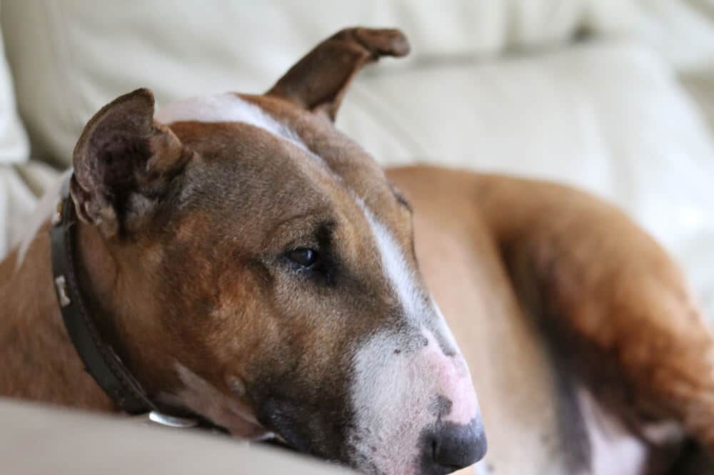 Seitenaufnahme eines entspannt liegenden Bull Terriers, der in die Ferne sieht.