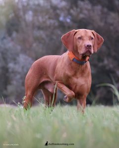 Magyar Vizsla hat die Beute gewittert