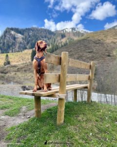 Magyar Vizsla in den Alpen. Berge im Hintergrund.