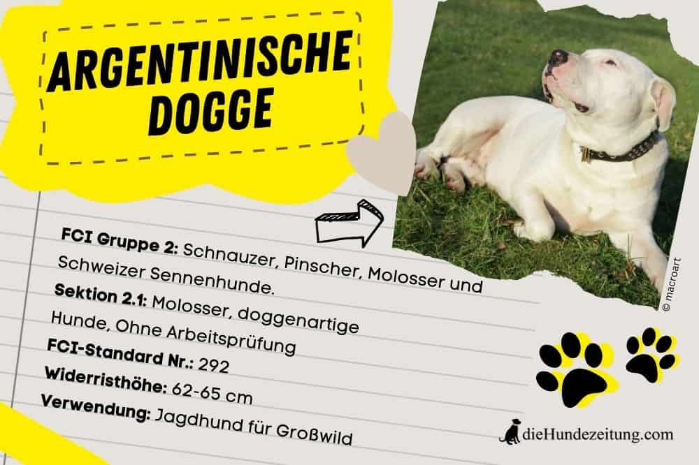 FCI Argentinische Dogge FCI Gruppe 2: Schnauzer, Pinscher, Molosser und Schweizer Sennenhunde. Sektion 2.1: Molosser, doggenartige Hunde, Ohne Arbeitsprüfung FCI-Standard Nr.: 292 Widerristhöhe: 62-65 cm Verwendung: Jagdhund für Großwild