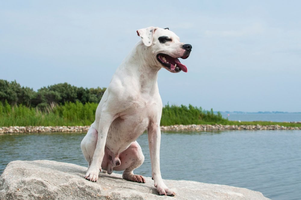 Ein Dogo Argentino sitzt auf einem Felsen am Meer.