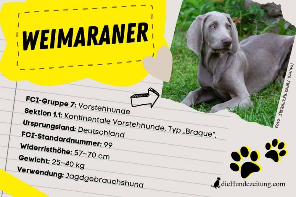 Weimaraner (Hunderasse) – Klassifizierung FCI FCI-Gruppe 7: Vorstehhunde. Sektion 1.1: Kontinentale Vorstehhunde, Typ „Braque“. mit Arbeitsprüfung Ursprungsland: Deutschland FCI-Standardnummer: 99Widerristhöhe: Rüden 59–70 cm Hündinnen 57–65 cm Gewicht: Rüden 30–40 kg Hündinnen 25–35 kg Verwendung: Jagdgebrauchshund