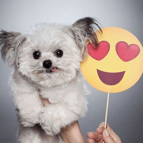 nstagram hund follower