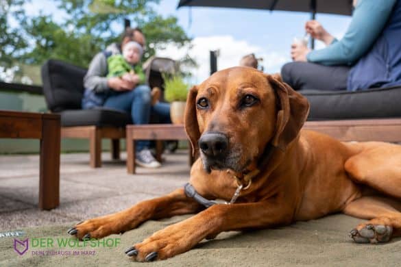 Urlaub mit Hund im Wolfshof. Urlaub mit Hund in der Natur im Harz. Hund liegt auf der Sonnenterrasse. /Foto: Der Wolfshof