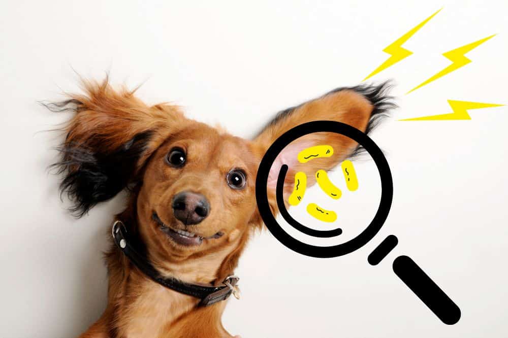 OHrenentzündung beim Hund / Hunde-Gesundheit & Hundekrankheiten / Hunde mit Schlappohren und vermehrt Fell an den Ohren / Achtung beim Schwimmen für Hunde