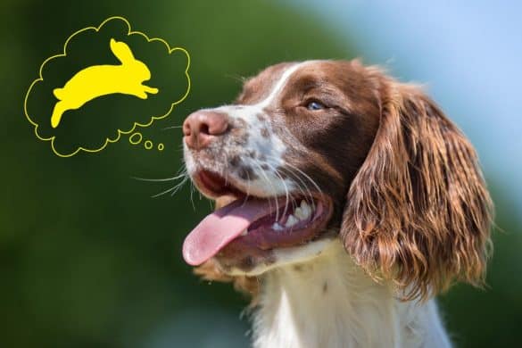 Ein Jagdhund denkt in einer Denkblase an ein Kaninchen und schaut nachdenklich in die Ferne.