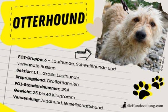 Infografik über den Otterhound, eine seltene Hunderasse aus Großbritannien. Enthält Informationen über FCI-Gruppe, Gewicht und Verwendung als Jagd- und Gesellschaftshund.