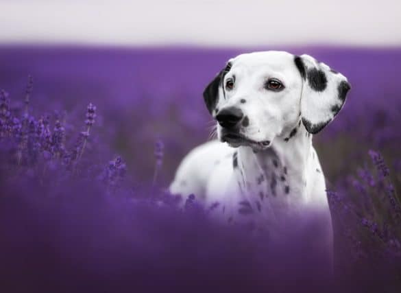 Dalmatiner in einem violetten Feld